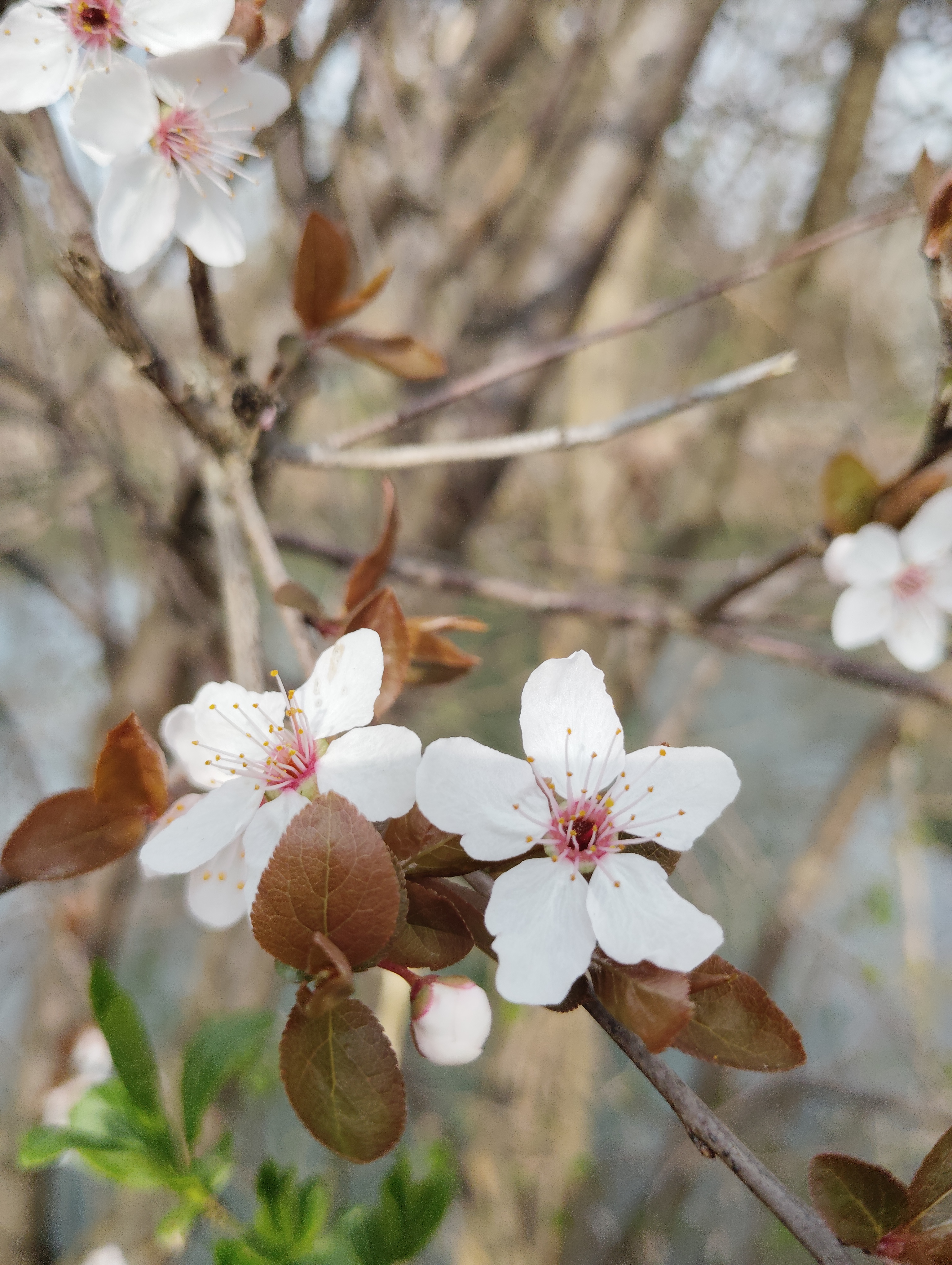 blüte photgraphiert in fürstenfeld jufa